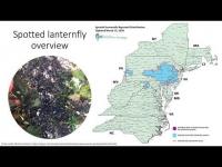 Preliminary Insights into Grapevine Ecophysiological Responses to Spotted Lanternfly Population Density in Pennsylvania